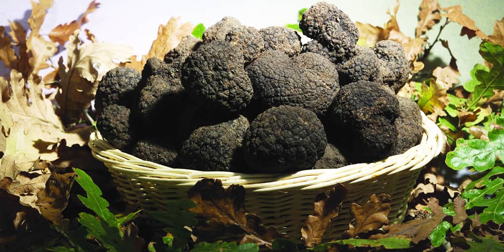 Tartufo: in Umbria si trovano le varietà più pregiate